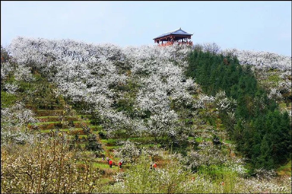 【春天，广西桂林灌阳县向您发出邀请！】我们在灌阳看梨花 - 游山玩水 - 佳木斯生活社区 - 佳木斯28生活网 jms.28life.net