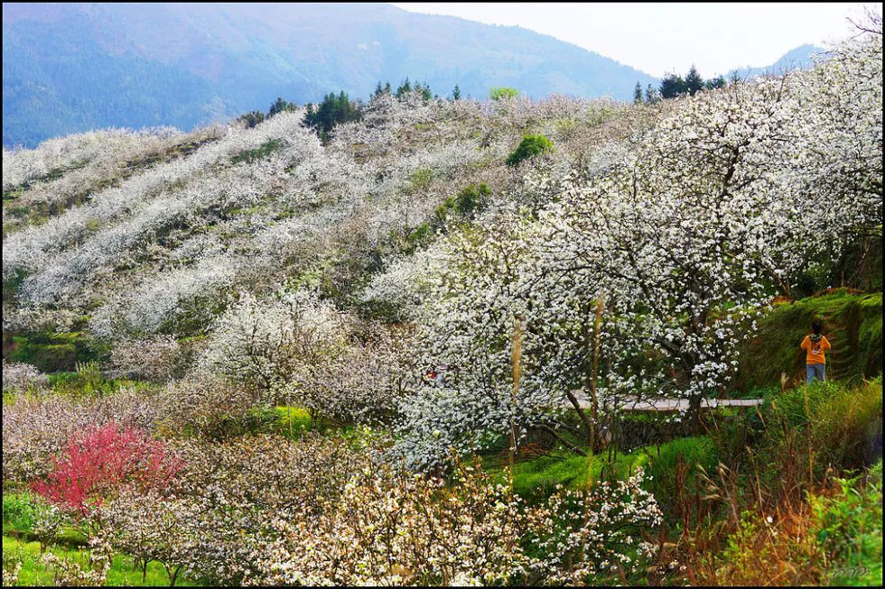 【春天，广西桂林灌阳县向您发出邀请！】我们在灌阳看梨花 - 游山玩水 - 佳木斯生活社区 - 佳木斯28生活网 jms.28life.net