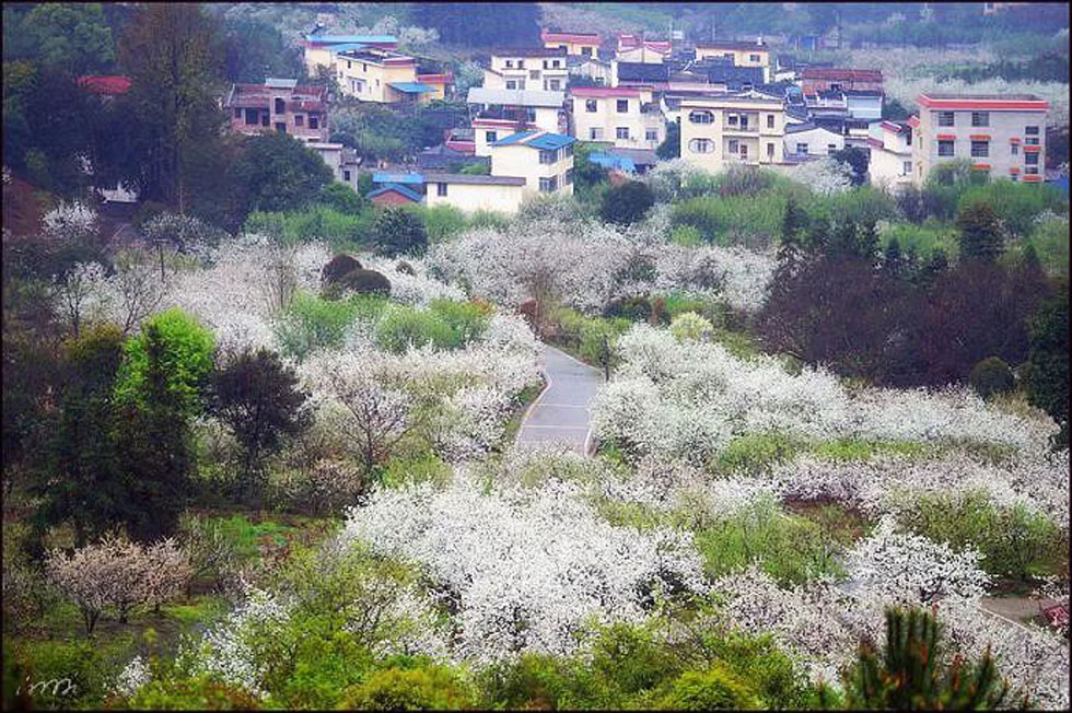 【春天，广西桂林灌阳县向您发出邀请！】我们在灌阳看梨花 - 游山玩水 - 佳木斯生活社区 - 佳木斯28生活网 jms.28life.net