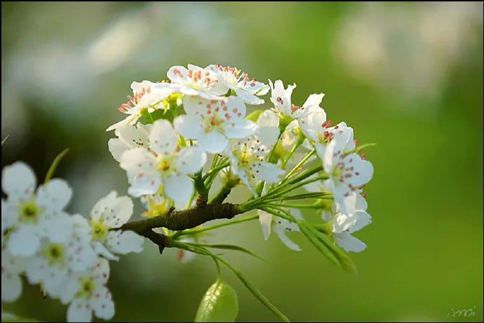 【春天，广西桂林灌阳县向您发出邀请！】我们在灌阳看梨花 - 游山玩水 - 佳木斯生活社区 - 佳木斯28生活网 jms.28life.net