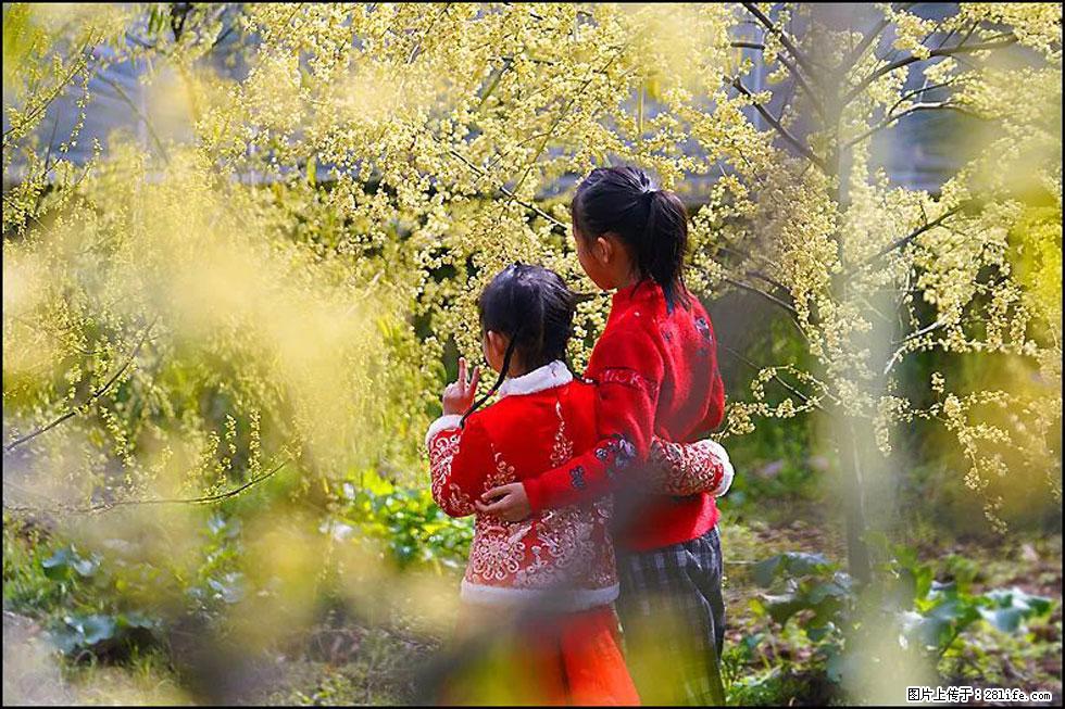 【春天，广西桂林灌阳县向您发出邀请！】米珠山前有片山苍子花在飘香 - 游山玩水 - 佳木斯生活社区 - 佳木斯28生活网 jms.28life.net
