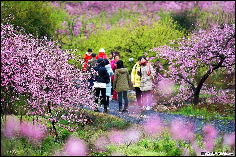 【春天，广西桂林灌阳县向您发出邀请！】官庄村有个醉美的桃花园 - 游山玩水 - 佳木斯生活社区 - 佳木斯28生活网 jms.28life.net