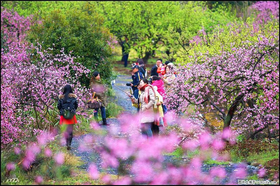 【春天，广西桂林灌阳县向您发出邀请！】官庄村有个醉美的桃花园 - 游山玩水 - 佳木斯生活社区 - 佳木斯28生活网 jms.28life.net