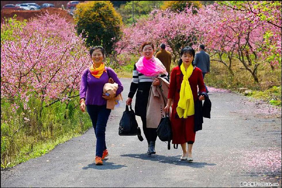 【春天，广西桂林灌阳县向您发出邀请！】官庄村有个醉美的桃花园 - 游山玩水 - 佳木斯生活社区 - 佳木斯28生活网 jms.28life.net