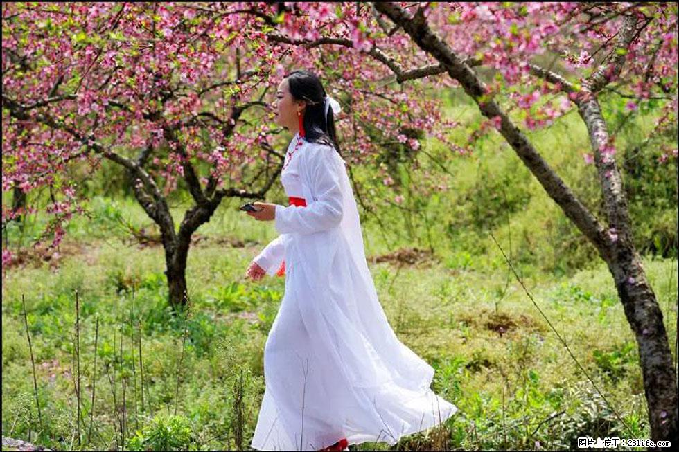 【春天，广西桂林灌阳县向您发出邀请！】官庄村有个醉美的桃花园 - 游山玩水 - 佳木斯生活社区 - 佳木斯28生活网 jms.28life.net