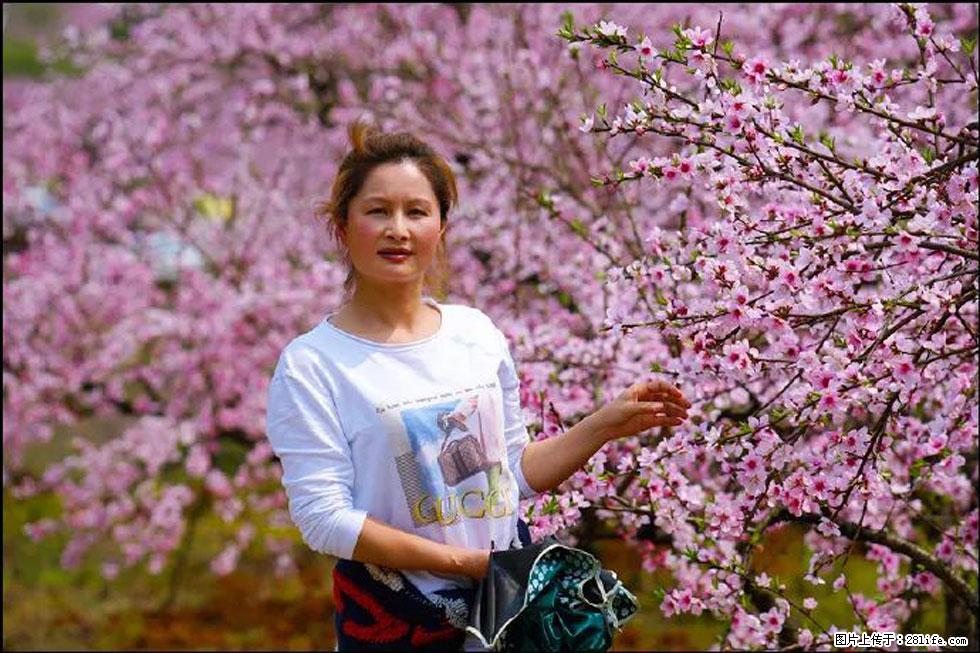 【春天，广西桂林灌阳县向您发出邀请！】官庄村有个醉美的桃花园 - 游山玩水 - 佳木斯生活社区 - 佳木斯28生活网 jms.28life.net