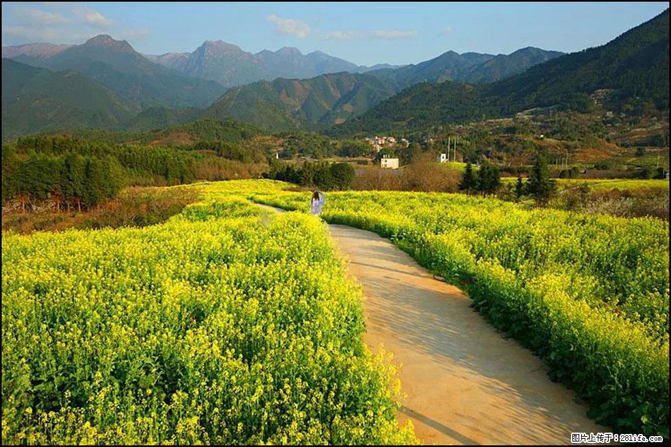 【春天，广西桂林灌阳县向您发出邀请！】长坪村油菜盛情花开 - 游山玩水 - 佳木斯生活社区 - 佳木斯28生活网 jms.28life.net