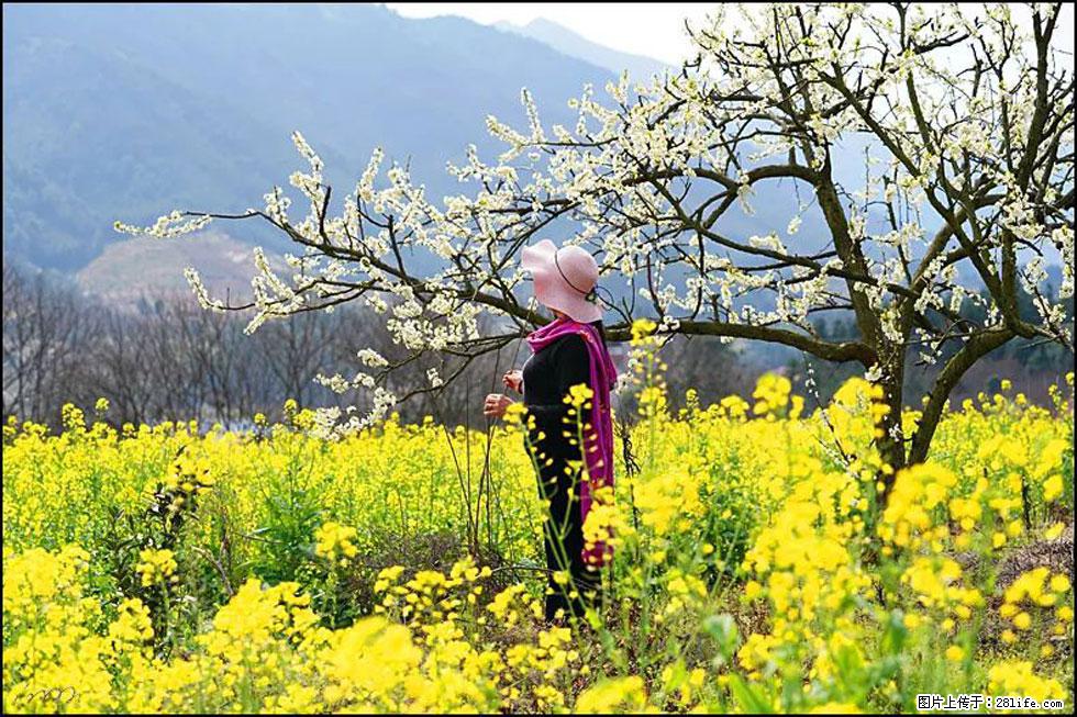 【春天，广西桂林灌阳县向您发出邀请！】长坪村油菜盛情花开 - 游山玩水 - 佳木斯生活社区 - 佳木斯28生活网 jms.28life.net