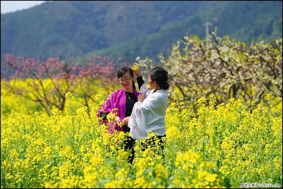 【春天，广西桂林灌阳县向您发出邀请！】长坪村油菜盛情花开 - 游山玩水 - 佳木斯生活社区 - 佳木斯28生活网 jms.28life.net