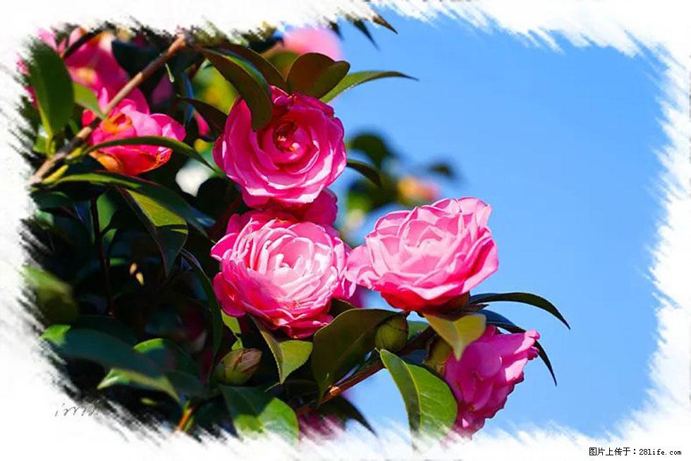 【春天，广西桂林灌阳县向您发出邀请！】杨柳井茶花惹人爱 - 游山玩水 - 佳木斯生活社区 - 佳木斯28生活网 jms.28life.net