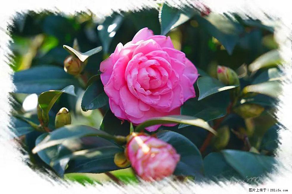【春天，广西桂林灌阳县向您发出邀请！】杨柳井茶花惹人爱 - 游山玩水 - 佳木斯生活社区 - 佳木斯28生活网 jms.28life.net
