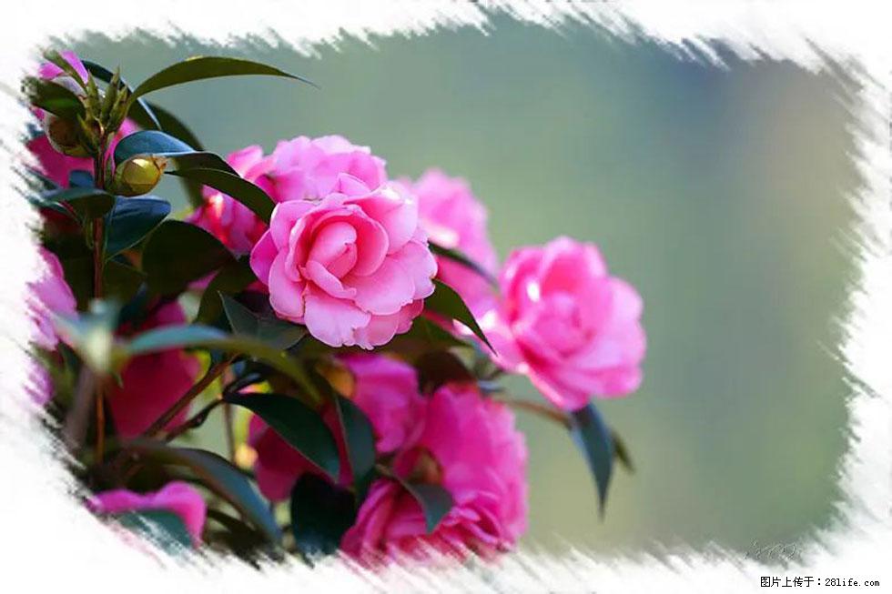 【春天，广西桂林灌阳县向您发出邀请！】杨柳井茶花惹人爱 - 游山玩水 - 佳木斯生活社区 - 佳木斯28生活网 jms.28life.net