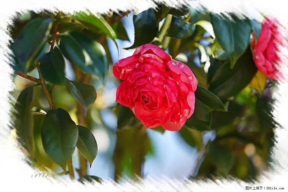 【春天，广西桂林灌阳县向您发出邀请！】杨柳井茶花惹人爱 - 游山玩水 - 佳木斯生活社区 - 佳木斯28生活网 jms.28life.net