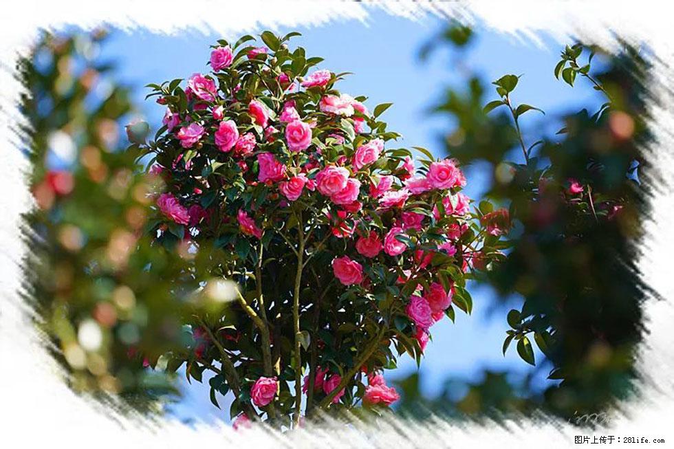 【春天，广西桂林灌阳县向您发出邀请！】杨柳井茶花惹人爱 - 游山玩水 - 佳木斯生活社区 - 佳木斯28生活网 jms.28life.net