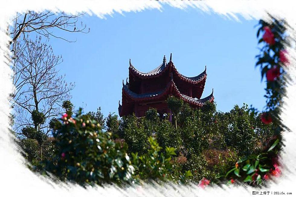 【春天，广西桂林灌阳县向您发出邀请！】杨柳井茶花惹人爱 - 游山玩水 - 佳木斯生活社区 - 佳木斯28生活网 jms.28life.net