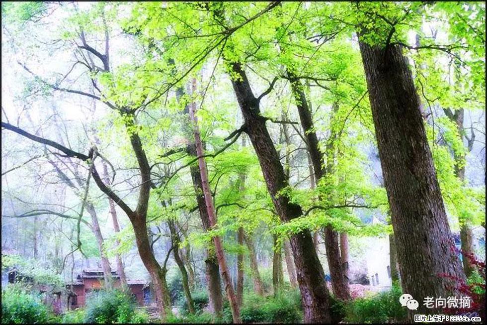 【春天，广西桂林灌阳县向您发出邀请！】在小龙村与春天约会 - 游山玩水 - 佳木斯生活社区 - 佳木斯28生活网 jms.28life.net