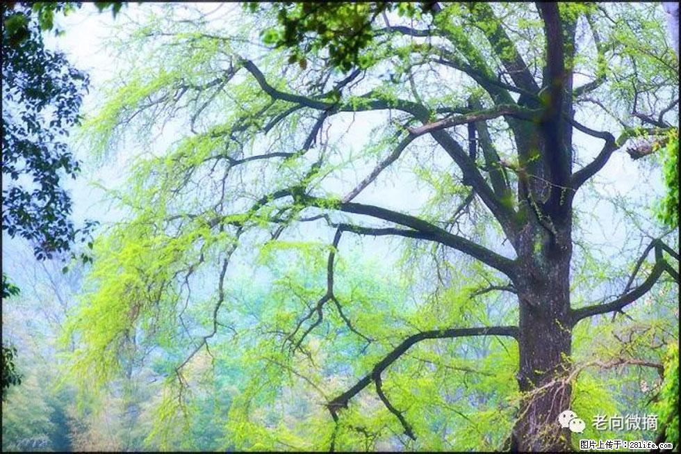 【春天，广西桂林灌阳县向您发出邀请！】在小龙村与春天约会 - 游山玩水 - 佳木斯生活社区 - 佳木斯28生活网 jms.28life.net