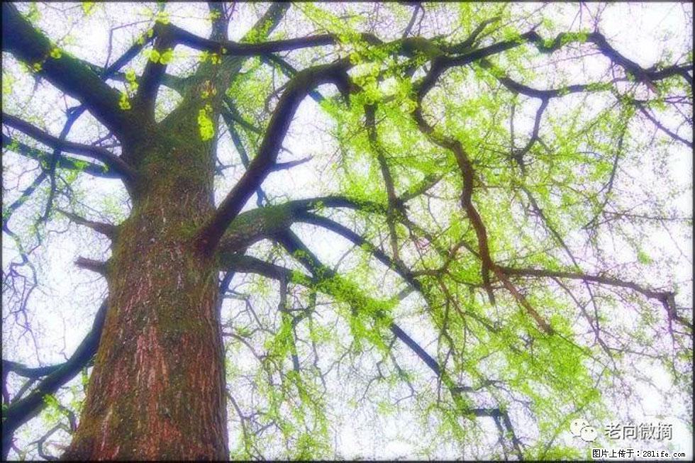 【春天，广西桂林灌阳县向您发出邀请！】在小龙村与春天约会 - 游山玩水 - 佳木斯生活社区 - 佳木斯28生活网 jms.28life.net