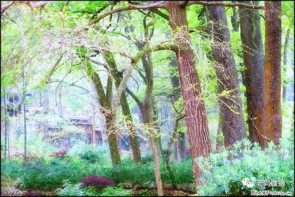 【春天，广西桂林灌阳县向您发出邀请！】在小龙村与春天约会 - 游山玩水 - 佳木斯生活社区 - 佳木斯28生活网 jms.28life.net