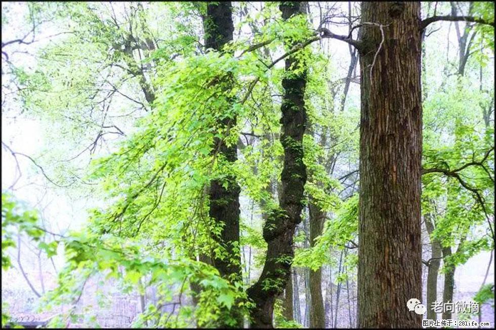 【春天，广西桂林灌阳县向您发出邀请！】在小龙村与春天约会 - 游山玩水 - 佳木斯生活社区 - 佳木斯28生活网 jms.28life.net