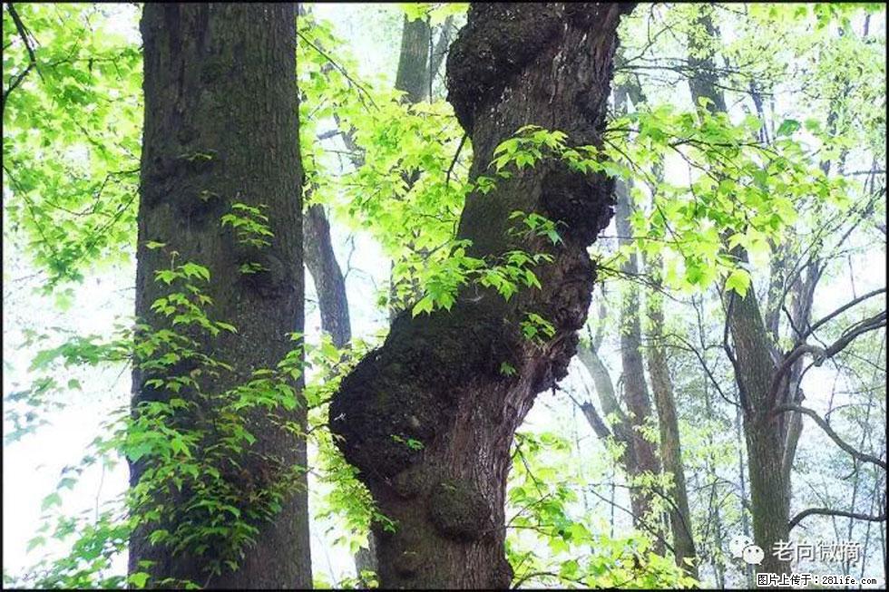【春天，广西桂林灌阳县向您发出邀请！】在小龙村与春天约会 - 游山玩水 - 佳木斯生活社区 - 佳木斯28生活网 jms.28life.net