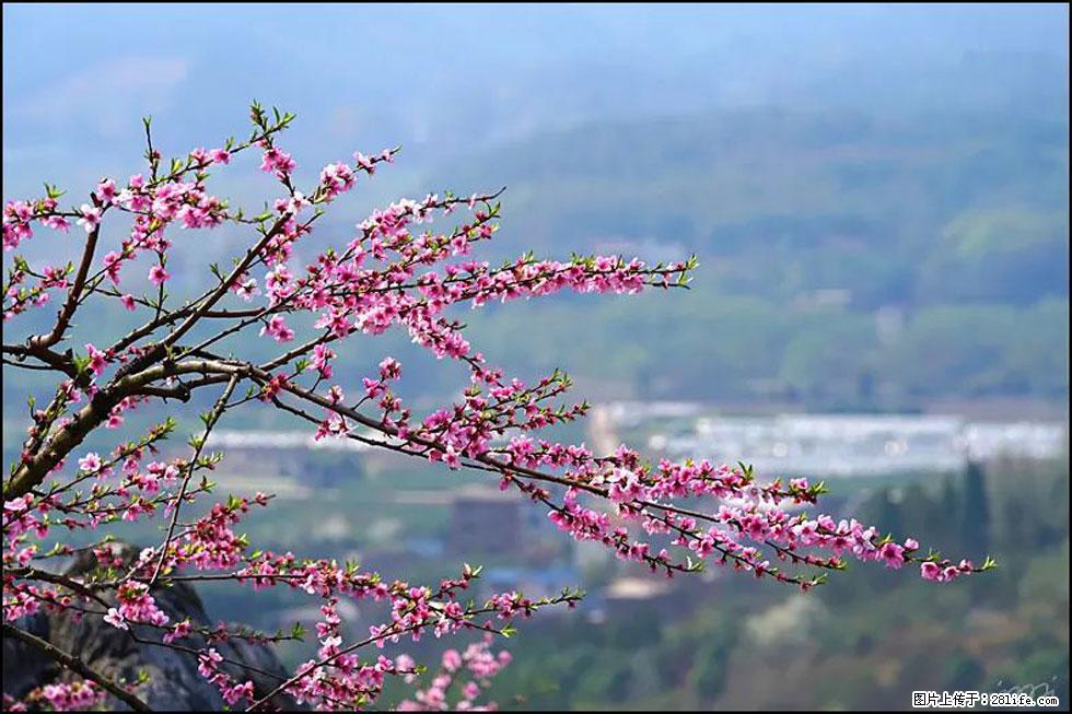 【春天，广西桂林灌阳县向您发出邀请！】望月岭上桃花开 - 游山玩水 - 佳木斯生活社区 - 佳木斯28生活网 jms.28life.net