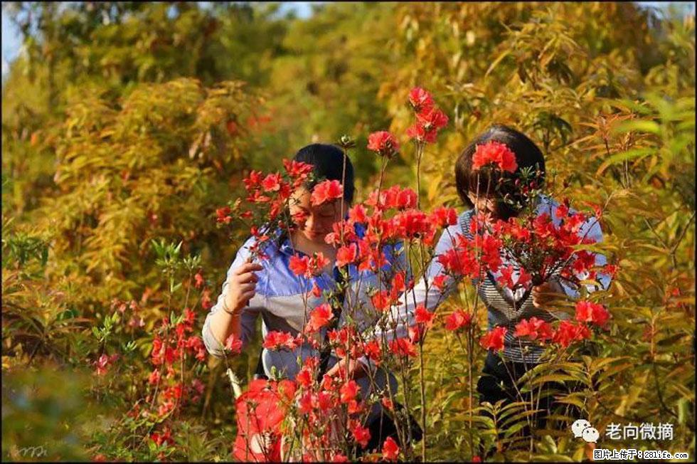 【春天，广西桂林灌阳县向您发出邀请！】登麒麟山，相约映山红 - 游山玩水 - 佳木斯生活社区 - 佳木斯28生活网 jms.28life.net