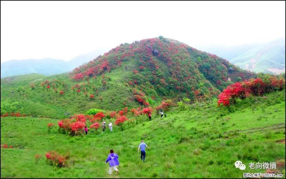 【春天，广西桂林灌阳县向您发出邀请！】宝盖山上映山红 - 游山玩水 - 佳木斯生活社区 - 佳木斯28生活网 jms.28life.net