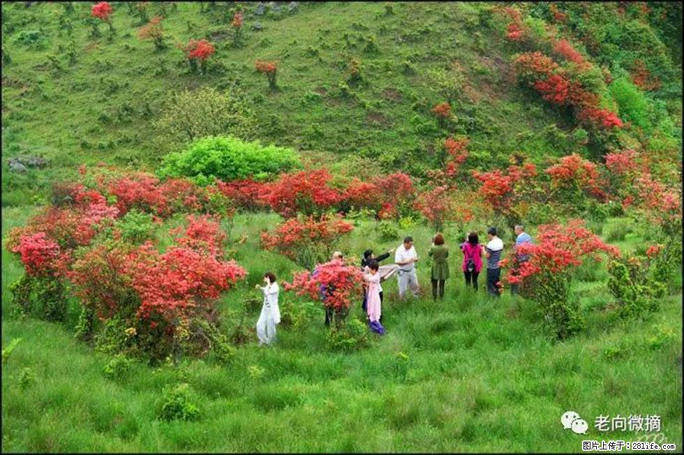 【春天，广西桂林灌阳县向您发出邀请！】宝盖山上映山红 - 游山玩水 - 佳木斯生活社区 - 佳木斯28生活网 jms.28life.net
