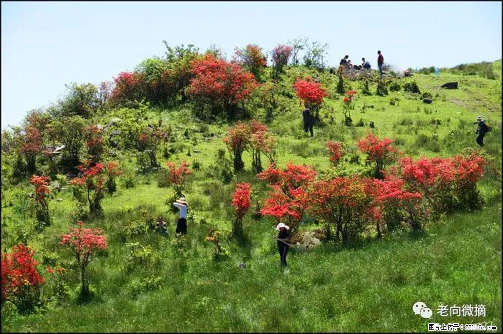 【春天，广西桂林灌阳县向您发出邀请！】宝盖山上映山红 - 游山玩水 - 佳木斯生活社区 - 佳木斯28生活网 jms.28life.net