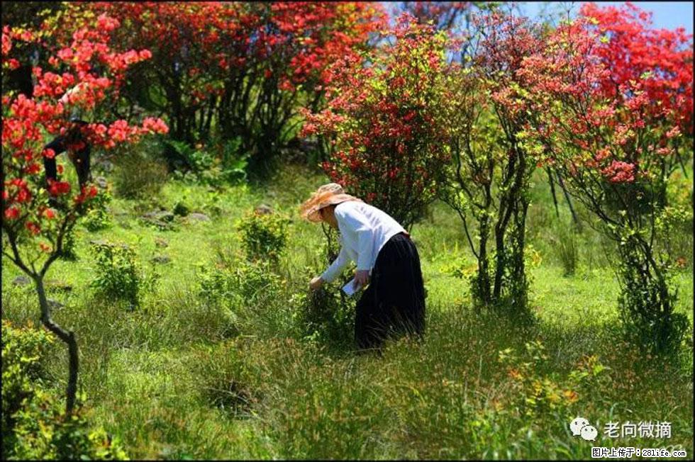 【春天，广西桂林灌阳县向您发出邀请！】宝盖山上映山红 - 游山玩水 - 佳木斯生活社区 - 佳木斯28生活网 jms.28life.net
