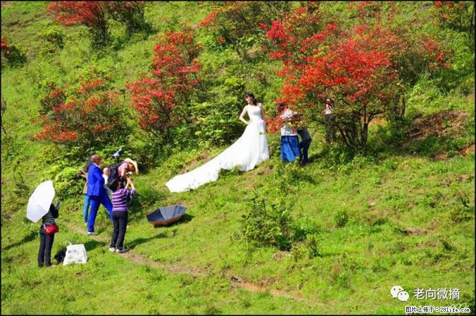 【春天，广西桂林灌阳县向您发出邀请！】宝盖山上映山红 - 游山玩水 - 佳木斯生活社区 - 佳木斯28生活网 jms.28life.net