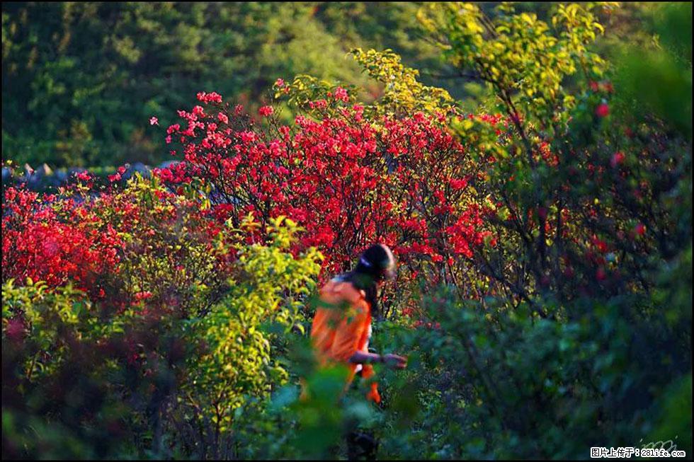 【春天，广西桂林灌阳县向您发出邀请！】春木界上映山红 - 游山玩水 - 佳木斯生活社区 - 佳木斯28生活网 jms.28life.net