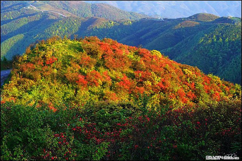 【春天，广西桂林灌阳县向您发出邀请！】春木界上映山红 - 游山玩水 - 佳木斯生活社区 - 佳木斯28生活网 jms.28life.net