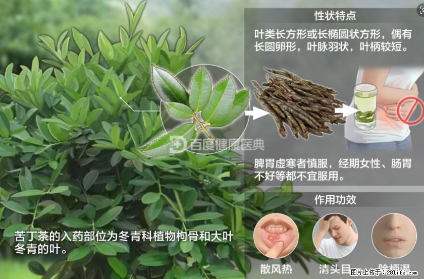 苦丁茶有哪些功效和作用 - 生活百科 - 佳木斯生活社区 - 佳木斯28生活网 jms.28life.net