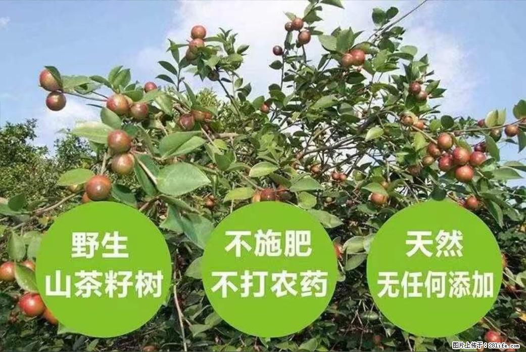 【灌阳县油茶产业示范区】一个有着充实的精神生活的人，对待身外之物自会有一种淡泊的态度 - 土特产 - 饮食特产 - 佳木斯分类信息 - 佳木斯28生活网 jms.28life.net