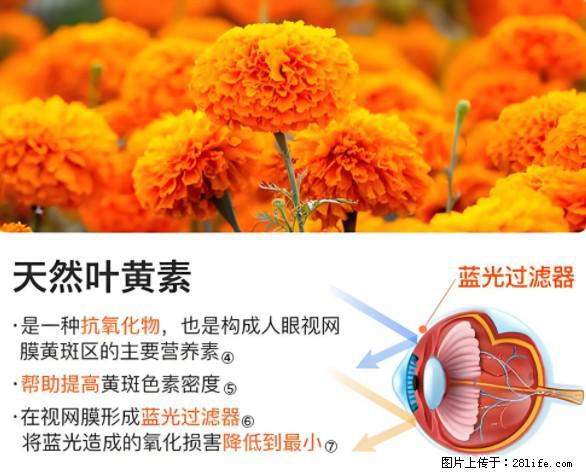 叶黄素有什么功效和作用 - 生活百科 - 佳木斯生活社区 - 佳木斯28生活网 jms.28life.net