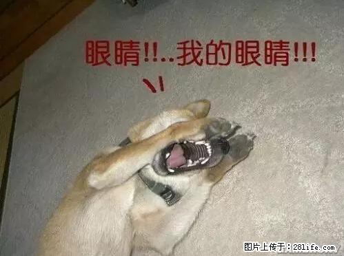 笑癫了！一女的怀孕三年未生，他终于忍不住了... - 娱乐八卦 - 佳木斯生活社区 - 佳木斯28生活网 jms.28life.net
