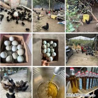 油茶园从小鸡仔开始养起的纯土鸡、土鸡蛋可以预定啦！还有前几天刚榨的纯山茶油哦 - 佳木斯28生活网 jms.28life.net