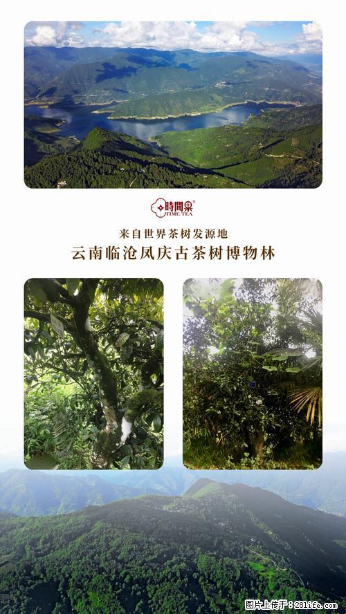 时间果百年古树2025年春红茶 - 购物交流 - 佳木斯生活社区 - 佳木斯28生活网 jms.28life.net