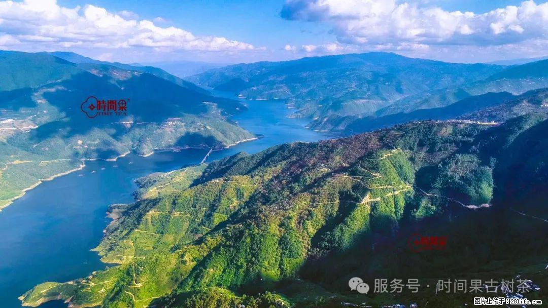 时间果百年古树龙珠普洱生茶 - 购物交流 - 佳木斯生活社区 - 佳木斯28生活网 jms.28life.net