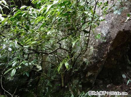 平乐石崖茶，珍贵仅次于金花茶 - 佳木斯生活资讯 - 佳木斯28生活网 jms.28life.net