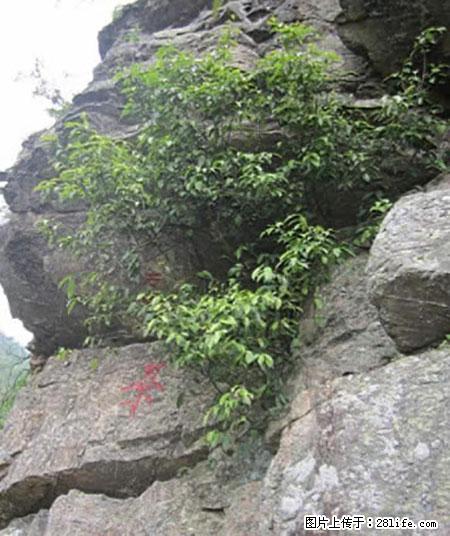 平乐石崖茶，珍贵仅次于金花茶 - 佳木斯生活资讯 - 佳木斯28生活网 jms.28life.net