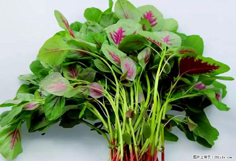 这些蔬菜是“天然钙片”，这6种被医生重点推荐 - 佳木斯生活资讯 - 佳木斯28生活网 jms.28life.net