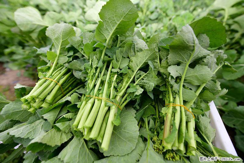 这些蔬菜是“天然钙片”，这6种被医生重点推荐 - 佳木斯生活资讯 - 佳木斯28生活网 jms.28life.net